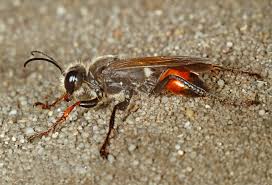 Image result for Sphaerocyperus