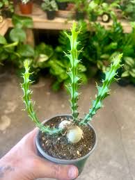 Image result for Euphorbia schinzii
