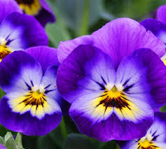 The young leaves are edible raw ro cooked as a somewhat bland lead vegetable. How To Grow Pansies And Violas Eco Organic Garden By Ocp