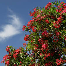 Image result for Nerium oleander