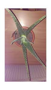 Take the gel out from the leaf of an aloe vera plant and add to it some freshly grated cucumber, lemon juice and 1tsp of sandalwood powder. Need Help My Aloe Vera Begun Forming White Spots