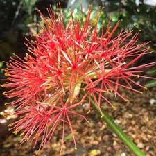 Image result for Scadoxus cinnabarinus