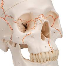 Numbered Human Classic Skull Model 3 Part 3b Smart Anatomy