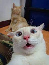 Funny Cat Faces To Put That Smile On Your Face Page 2 Of 5 Lol Why Funny Cat Faces Funny Cute Cats Funny Animal Pictures