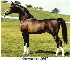 Khemosabi Amerigo X Jurneeka 1967 2001 Hayvanlar Alemi Atlar Hayvanlar
