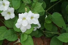 Image result for Asystasia vogeliana