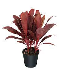 Cordyline Fruticosa Auntie Lou Ti Plant Cordyline Terminalis Dracaena Terminalis In 2021 Ti Plant Plants Container Plants