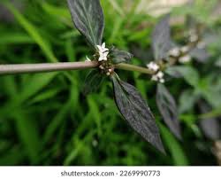 Image result for Spermacoce ocymoides