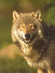 Laughing Wolf Wolfe In Deutschland Raubtiere Wolf Create your own images with the wolves laughing meme generator.