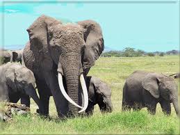 Image result for wild animals in nigeria