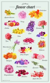 Edible Flower Chart Flower Food Edible Flowers Flower Chart