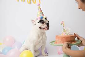 Fun Things To Do On Your Dog S Birthday Fiona S 1st Birthday Dog Birthday Photoshoot With Holly D Photography Dog Birthday Dog Birthday Party Dog First Birthday