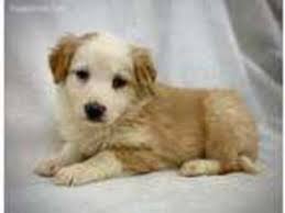 English shepherds have excellent stamina, keen senses, are agile and quick. Puppyfinder Com English Shepherd Puppies Puppies For Sale Near Me In Ohio Usa Page 1 Displays 10