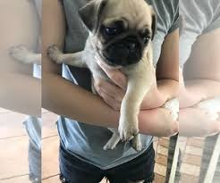 Rather than overload you with tons of pug information on a single page, we've instead split up our pug puppy. Pug Puppies For Sale Near West Palm Beach Florida Usa Page 1 10 Per Page Puppyfinder Com