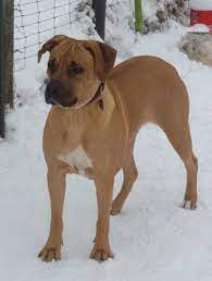 Rhodesian ridgeback information including pictures, training, behavior, and care of rhodesian ridgebacks and dog breed mixes. Rhodesian Ridgeback Mix Mischling Rhodesianridgeback De
