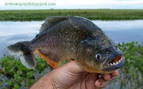 Mimpi dapat ikan belut memiliki tafsir mimpi yang hanpir sama seperti ikan lele. 23 Arti Mimpi Tentang Ikan Piranha Menurut Primbon Jawa Dan Islam Arti Mimpi