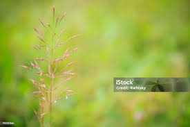 Image result for Chrysopogon