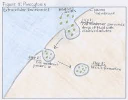 What Are Endocytosis And Exocytosis Wyzant Resources
