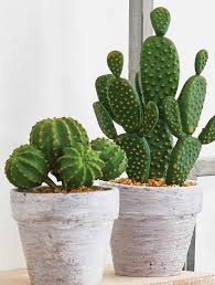Cactus Plant Love And Facts In 2020 Cactus Plants Plants Plant Photography