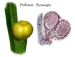 Image result for Psilotum