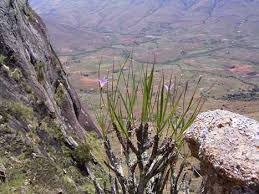 Image result for Xerophyta scabrida