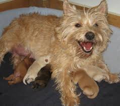 Image result for cairn teriér