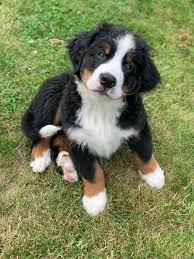 To his dog, every man is napoleon; Pin On Baby Animals