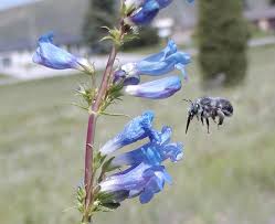 Maybe you would like to learn more about one of these? Bee Pollination