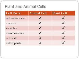 We did not find results for: How Are Plant And Animal Cells The Same And How Are They Different Ppt Download