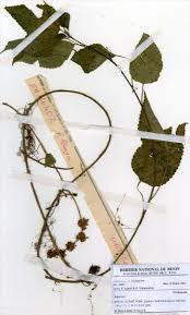 Image result for Laportea ovalifolia