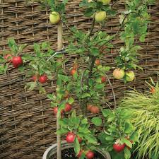 Perfect if you have only a limited space for growing fruit trees, but would love to have a wide range of delicious varieties to enjoy! Apple Family Apple Tree Apple Trees Pear Trees Thompson Morgan Fruit Tree Garden Patio Fruit Trees Apple Tree