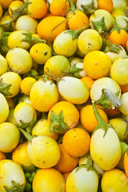 Image result for Solanum aculeatissimum