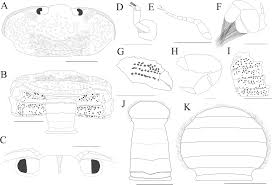 Image result for Cadaba glaberrima