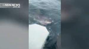 Locations with highest attack rates. Nbn News Massive Great White Shark Circles Boat At Port Macquarie