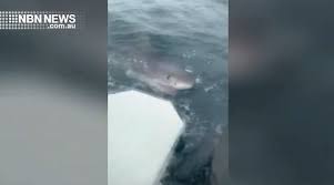 Call 4921 0333 to talk to our team. Nbn News Massive Great White Shark Circles Boat At Port Macquarie