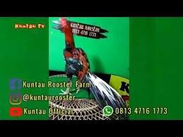 Ayam Bangkok Siam Super Istimewa Besar Ekor Panjang Lidi 4 5 Kilo Youtube Bangkok Breeds Pure Products