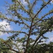 Image result for Acacia kirkii