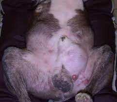 These tumors typically presents as a lump on or under the skin. Lymphocytic Histiocytic And Related Cutaneous Tumors Integumentary System Merck Veterinary Manual