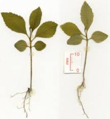 Image result for Embelia ruminata