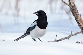 Heimische Vogel Im Garten Erkennen So Lassen Sie Sich Ganz Einfach Bestimmen Heimische Vogel Vogel Im Garten Vogel Bestimmen