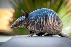 Boing Boing On Twitter Armadillo Animal Animals Mammals
