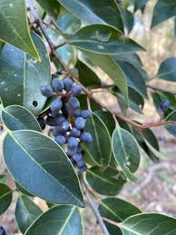 Image result for Ligustrum lucidum