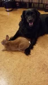 Learn how to housebreak your dog in 6 days for free. Does Anyone Here Have Dogs And Rabbits And How Well Do Your S Get Along Rabbits