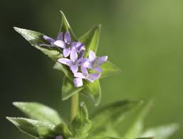 Image result for Sherardia arvensis