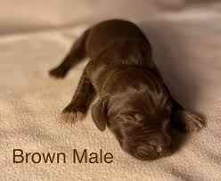 The outcome of that breeding would be pudelpointer puppies offered for sale, but those puppies may not possess the best genetic traits that compliments dam and sire. Rumor X Lotto Pudelpointer Puppies At Ripsnorter Kennel Facebook