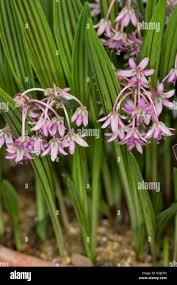 Image result for Ledebouria cooperi