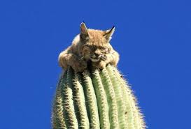 How to describe the different types of arizona cactus. Bobcat Sitting On Top Of 40 Foot Tall Cactus
