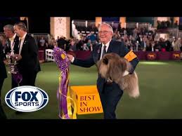 The extremely fluffy wasabi, whose registered name is gchg ch pequest wasabi, took home the top honors sunday night, emerging from the final ring about a year and a half after winning the 2019 american kennel. Gcmgprkyi56s4m