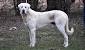 Samoyed White Big Dog