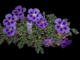Image result for Aptosimum procumbens